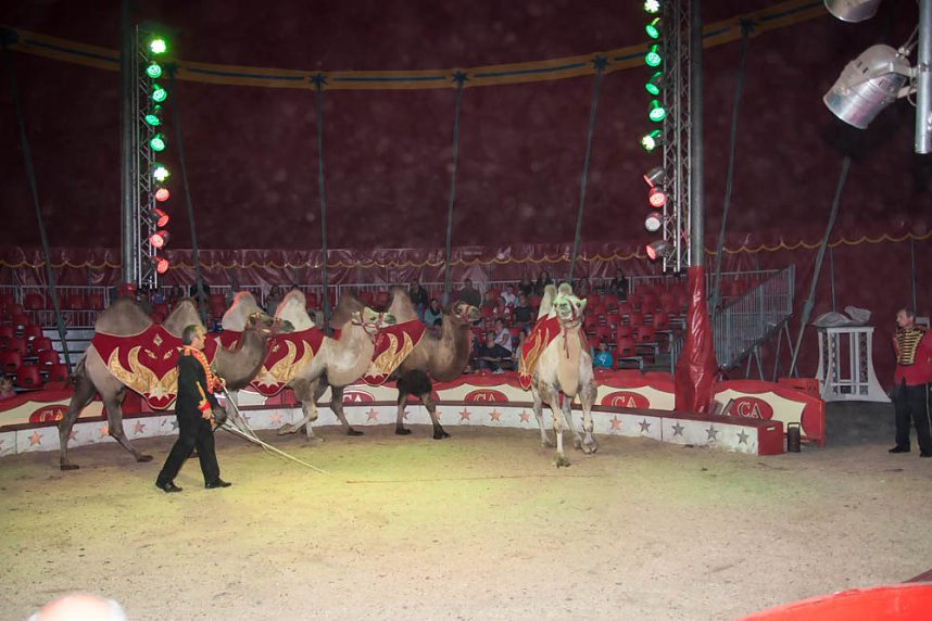 Besuch im Zirkus