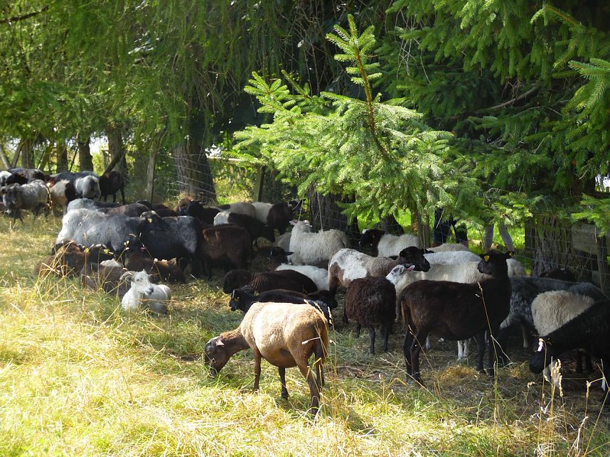 Knoblauchfest in Sophienhof