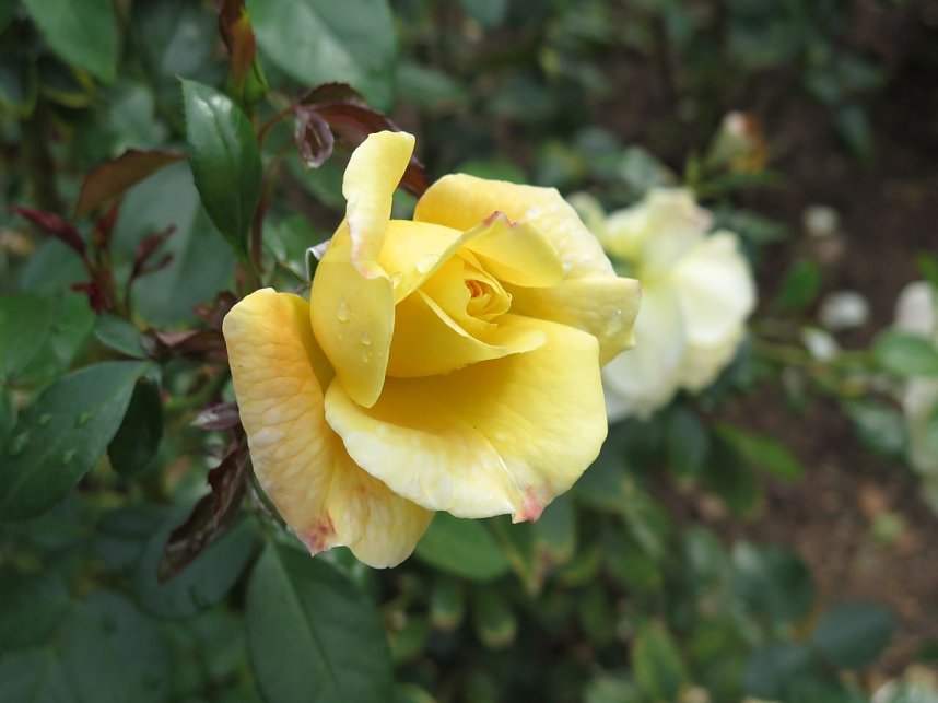 Ortstermin im Rosengarten