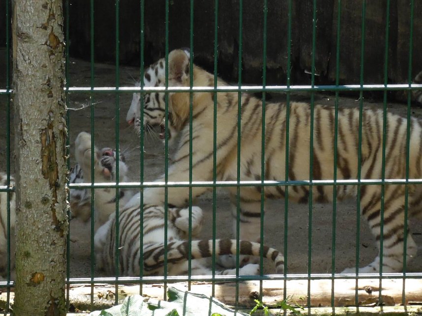 Besuch im Zoo von Aschersleben