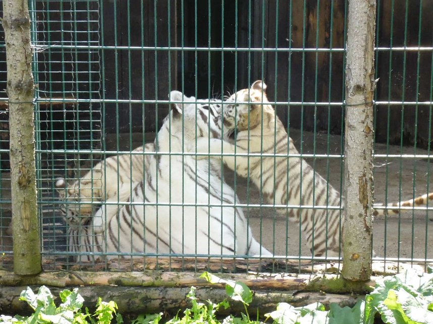 Besuch im Zoo von Aschersleben