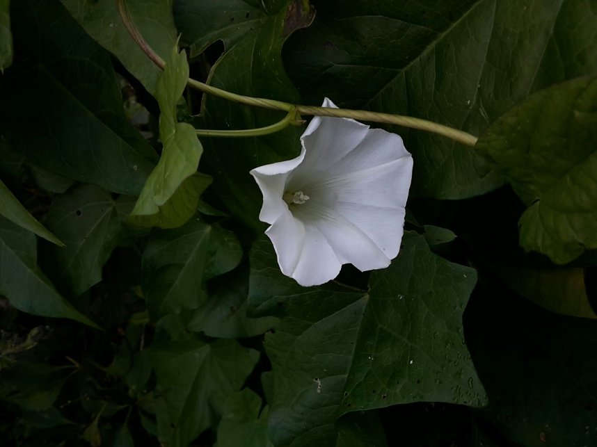 Rundgang an der Zorge