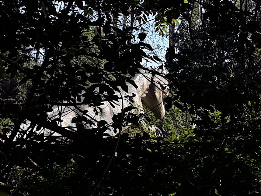 Dinosaurier auf R&uuml;gen