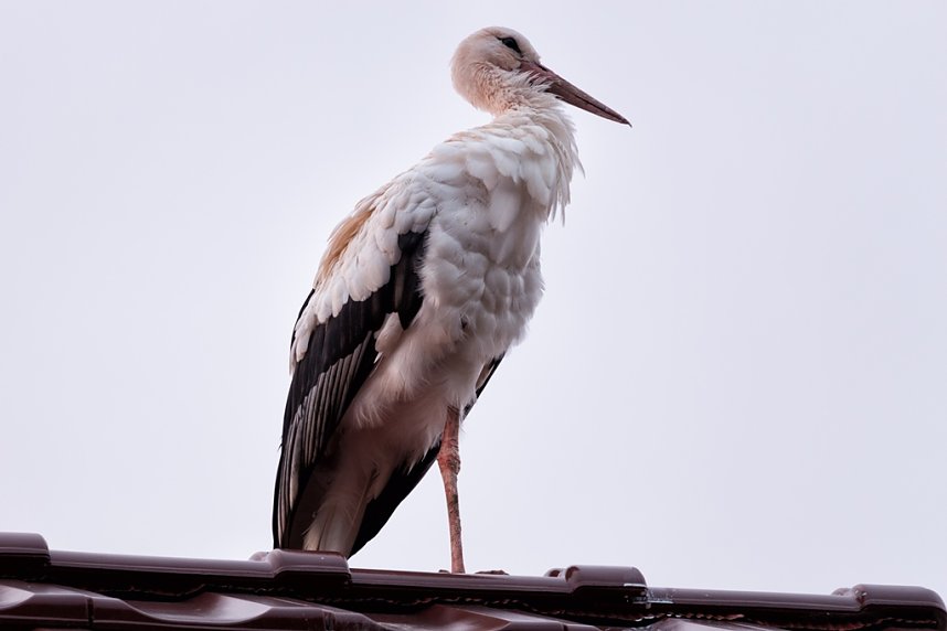 Platz f&uuml;r Nachtruhe