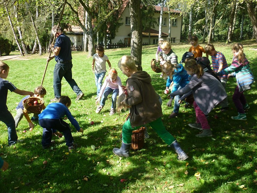 Apfelernte in Harzrigi