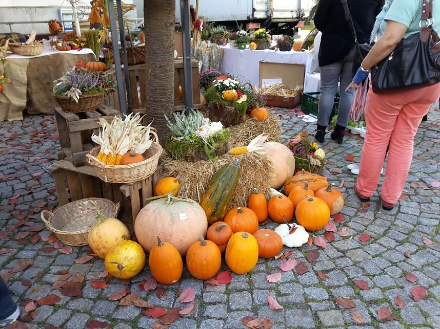 K&uuml;rbisse und Zwiebeln