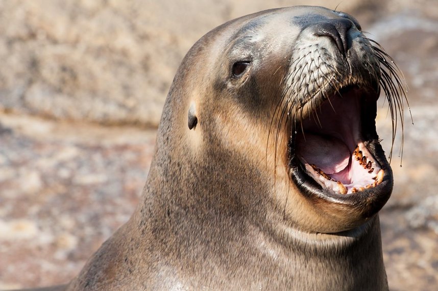 Besuch im Zoo am Meer