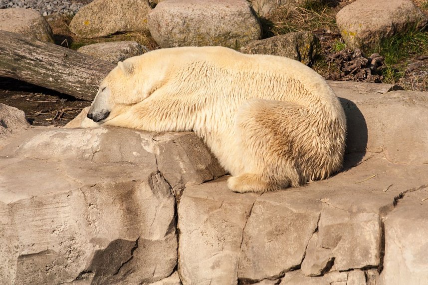Besuch im Zoo am Meer