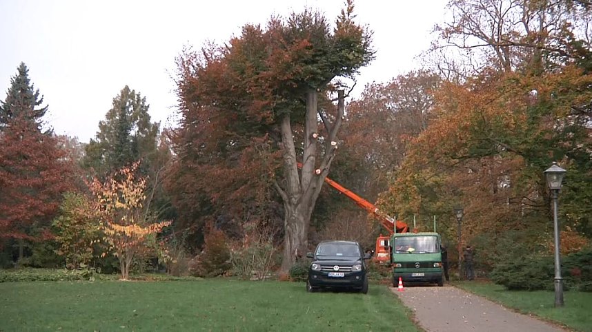 Mein Freund der Baum
