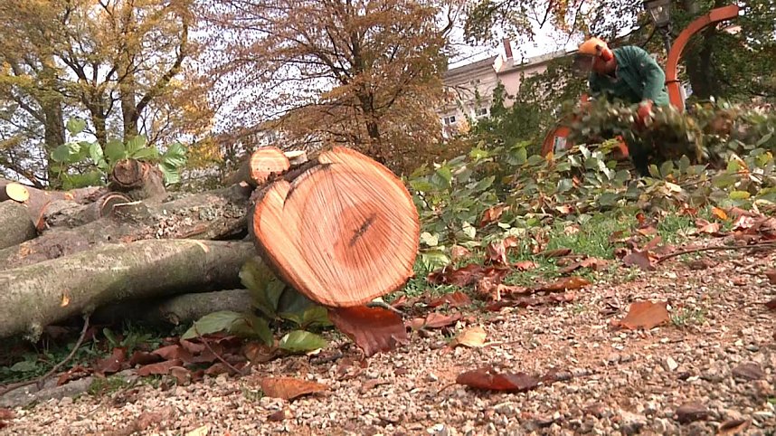 Mein Freund der Baum