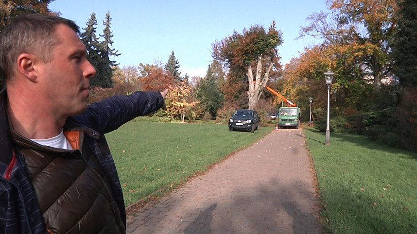 Mein Freund der Baum