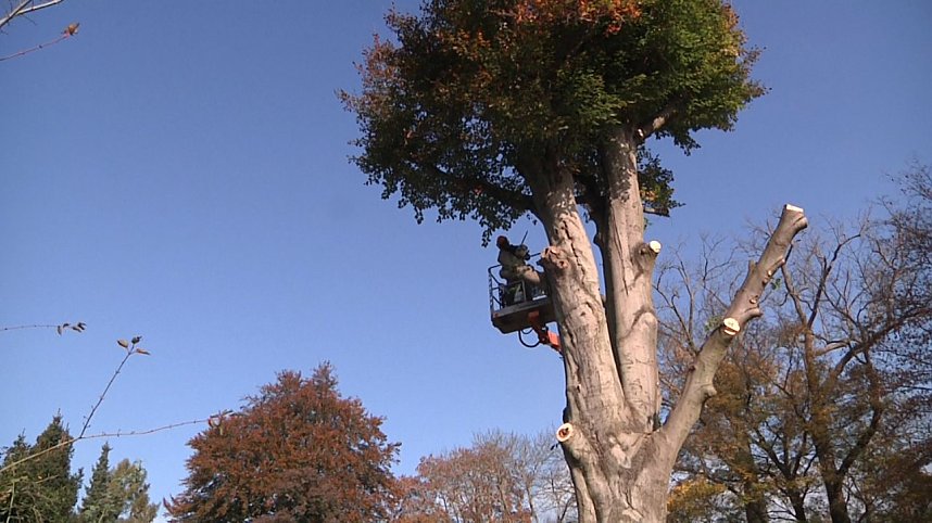 Mein Freund der Baum