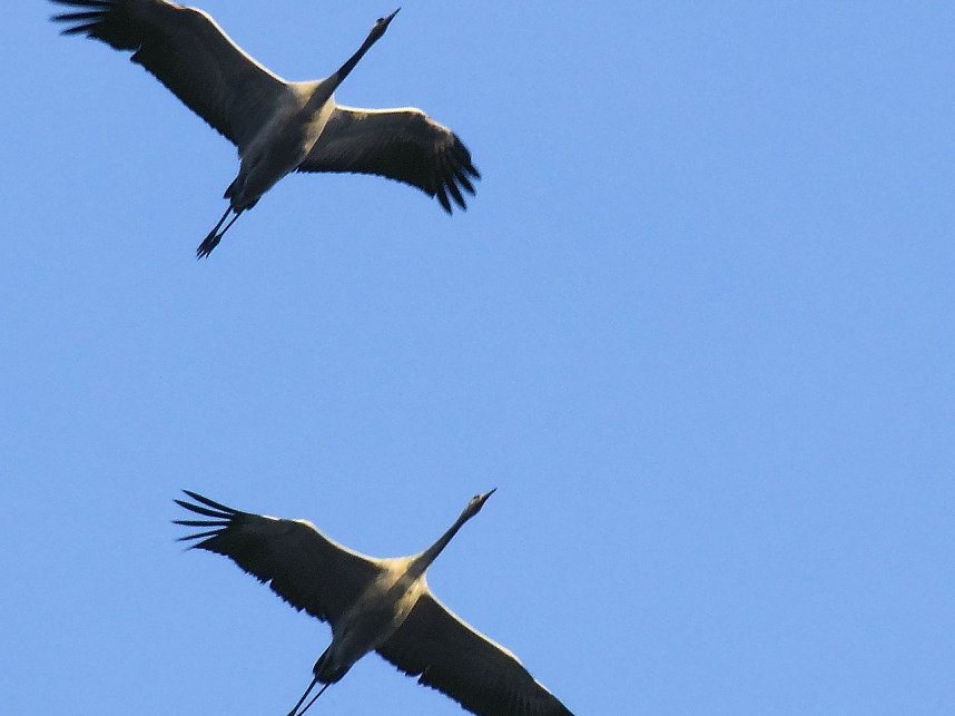 Kraniche am Stausee Kelbra