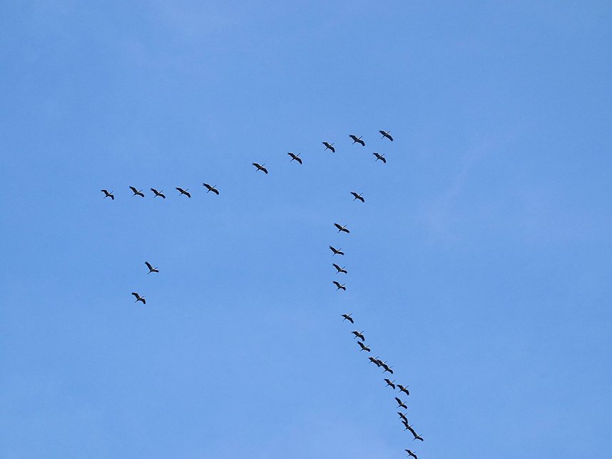 Kraniche am Stausee Kelbra