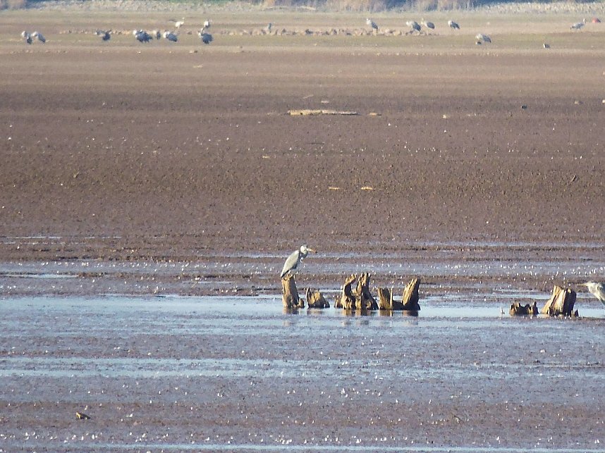 Kraniche am Stausee Kelbra