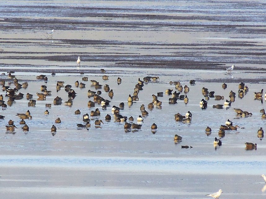 Kraniche am Stausee Kelbra