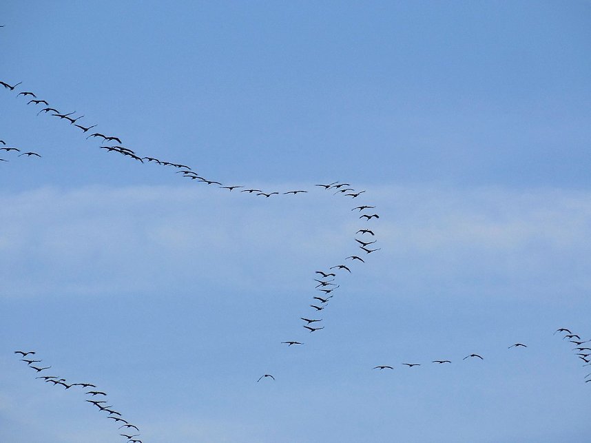 Kraniche am Stausee Kelbra