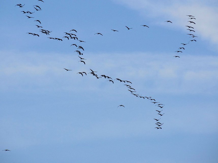 Kraniche am Stausee Kelbra