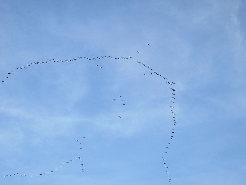 Kraniche am Stausee Kelbra