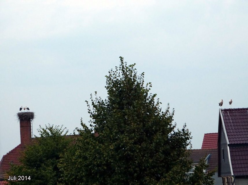 Juli 2014 - die Familie war noch vereint