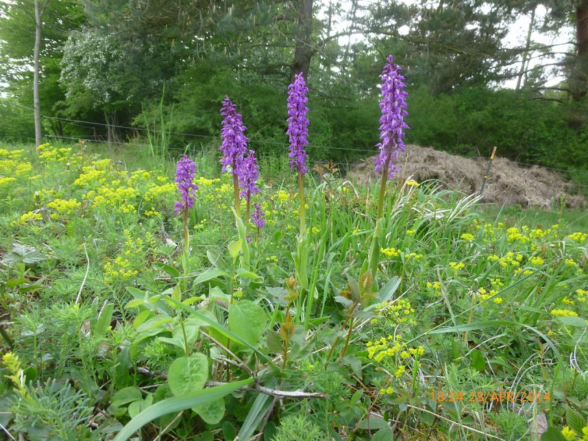 Sonderneinsatz f&uuml;r eine Blume - der BUND Nordhausen legte sich am Wochenende f&uuml;r das Blasse Knabenkraut ins Zeug