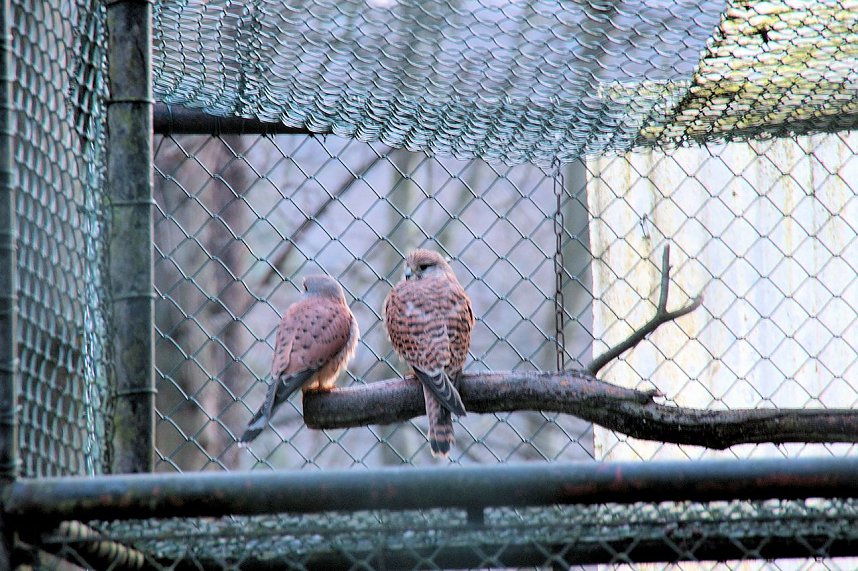 Besuch im Werniger&ouml;der Tierpark