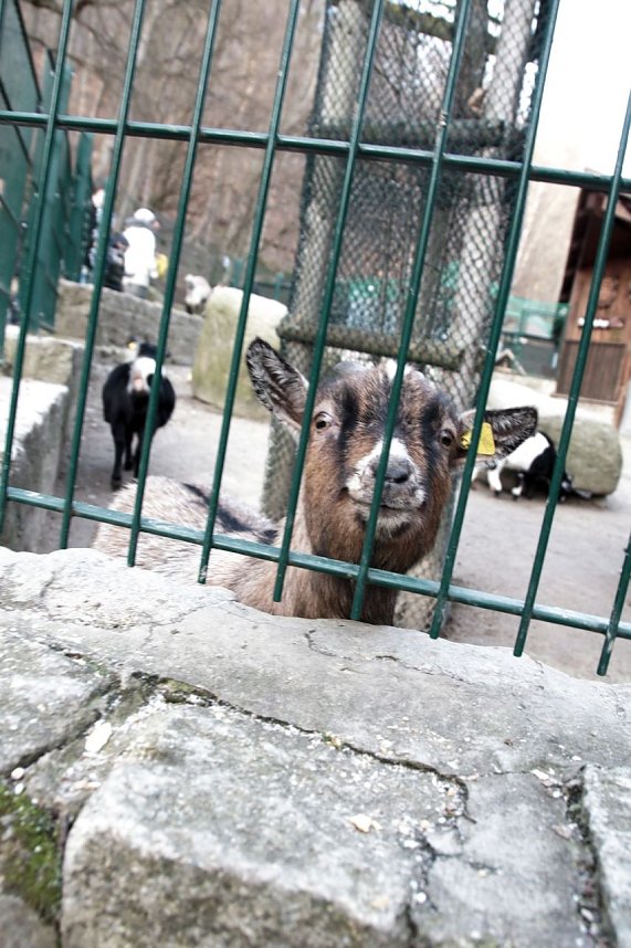 Besuch im Werniger&ouml;der Tierpark