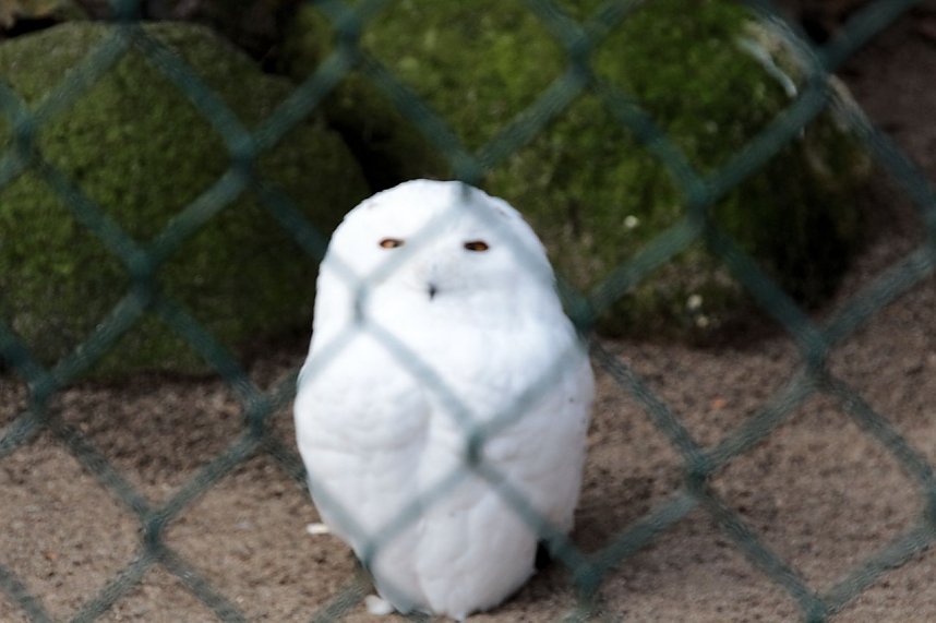 Besuch im Werniger&ouml;der Tierpark