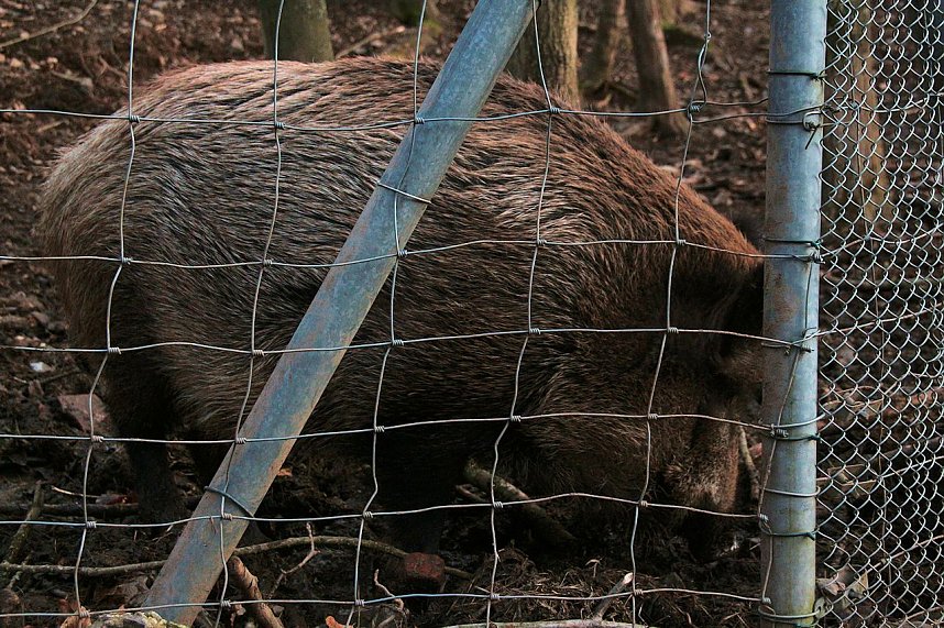 Besuch im Werniger&ouml;der Tierpark
