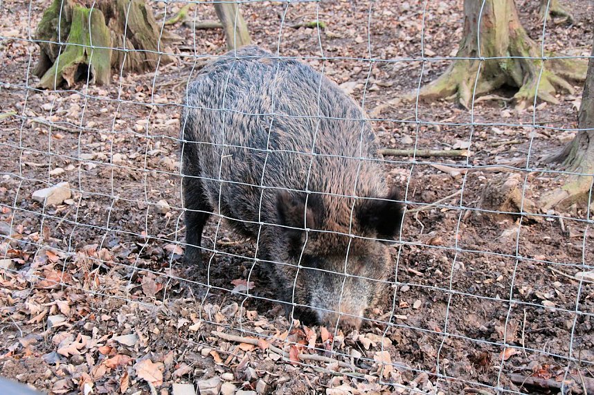 Besuch im Werniger&ouml;der Tierpark