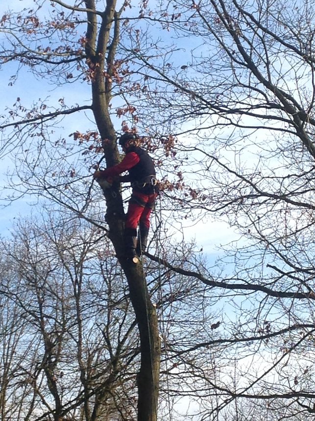 Einsatz im Ilfelder Ahornpark