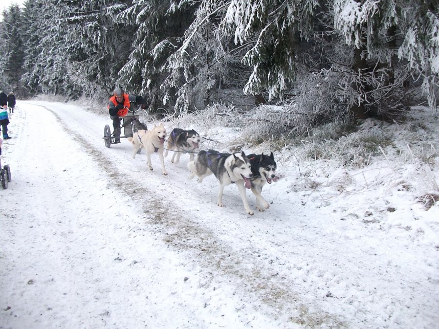 Beim Schlittenhunderennen dabei 