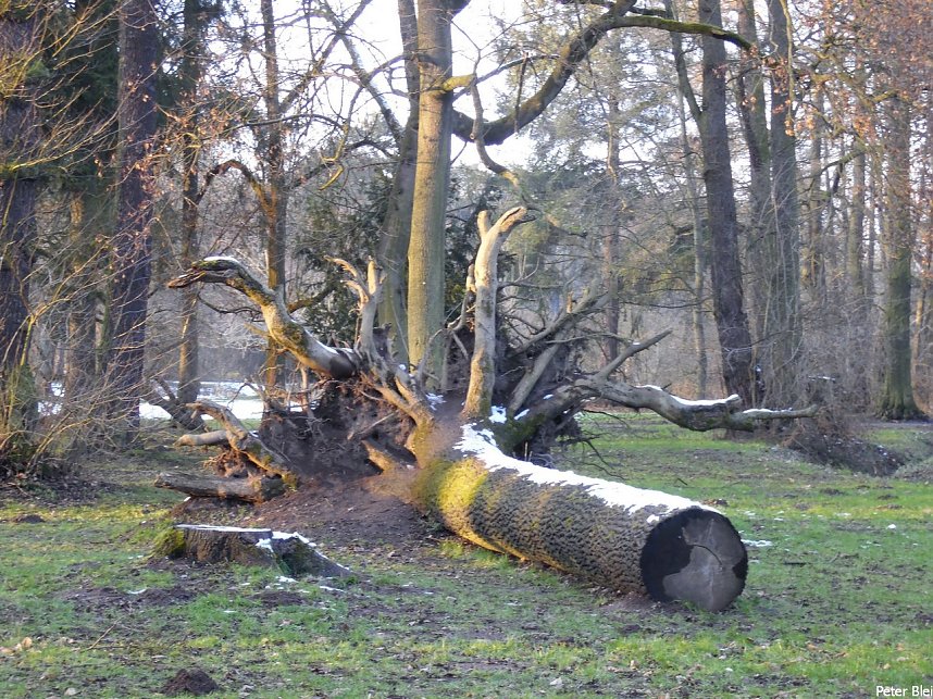 Mit dem Teleobjektiv im Stadtpark