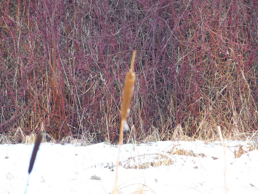 Mit dem Teleobjektiv im Stadtpark