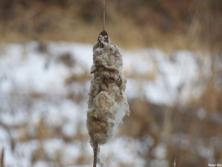 Mit dem Teleobjektiv im Stadtpark