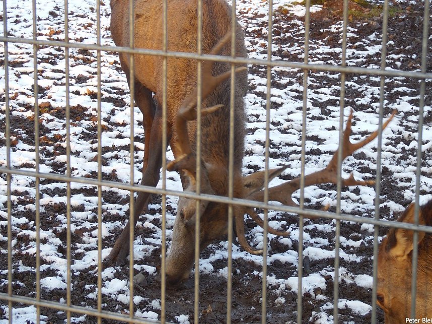 Mit dem Teleobjektiv im Stadtpark