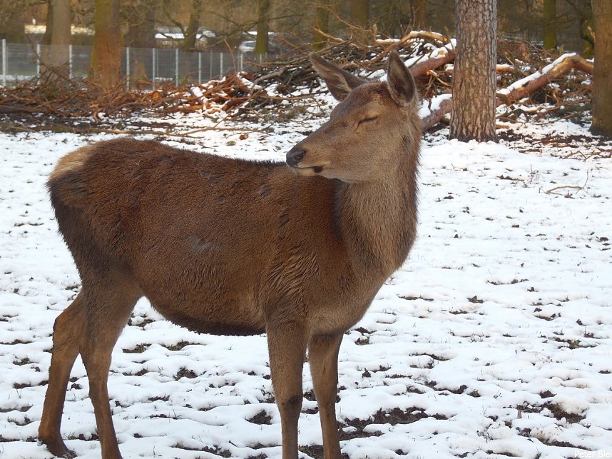 Mit dem Teleobjektiv im Stadtpark