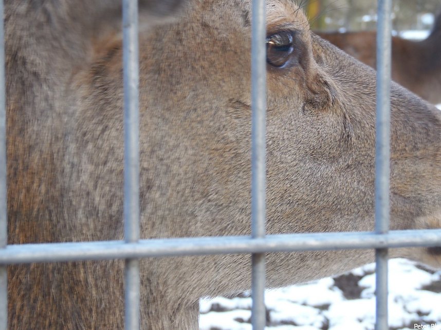 Mit dem Teleobjektiv im Stadtpark