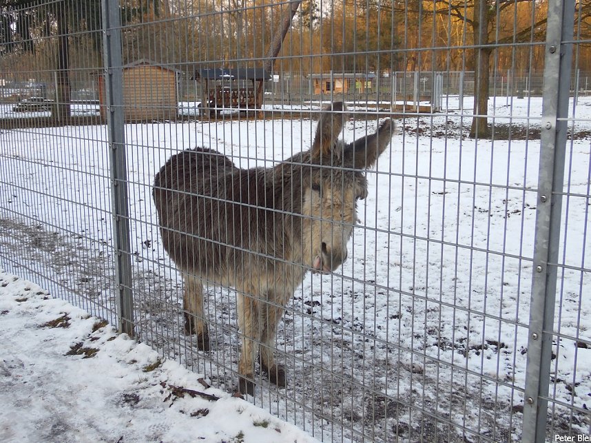 Mit dem Teleobjektiv im Stadtpark