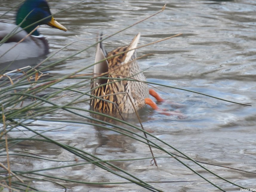 Mit dem Teleobjektiv im Stadtpark