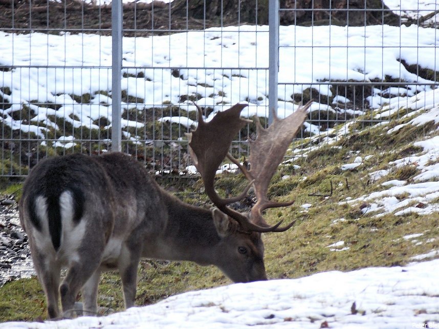 Mit dem Teleobjektiv im Stadtpark