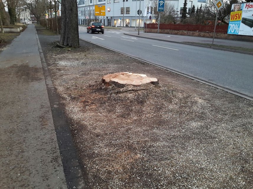B&auml;ume in der Nordh&auml;user Uferstra&szlig;e mussten fallen
