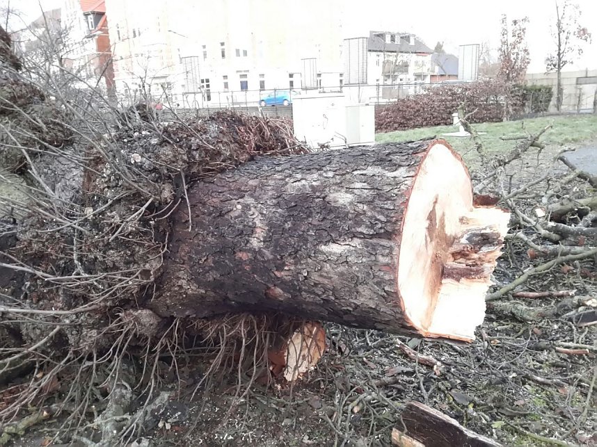 B&auml;ume in der Nordh&auml;user Uferstra&szlig;e mussten fallen