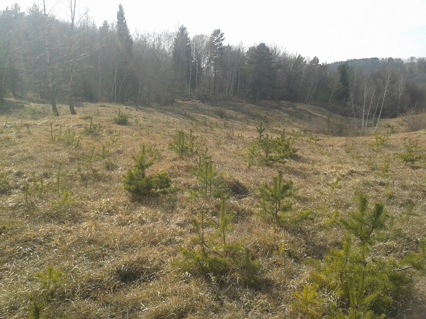 Der Nordh&auml;user Kreisverband des BUND beim Arbeitseinsatz auf den Pfaffenk&ouml;pfen