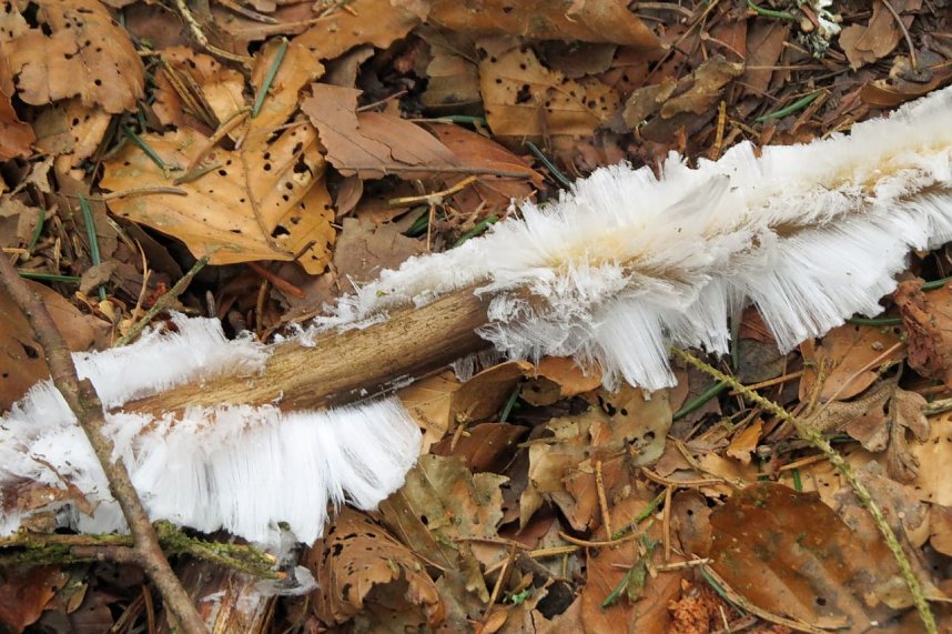 Haareis bei Birkenmoor