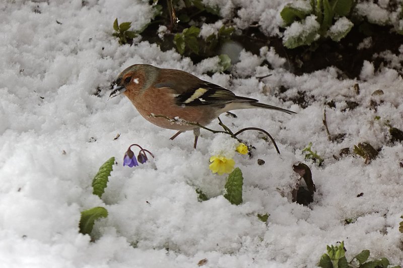 Christiane Wiesemann
