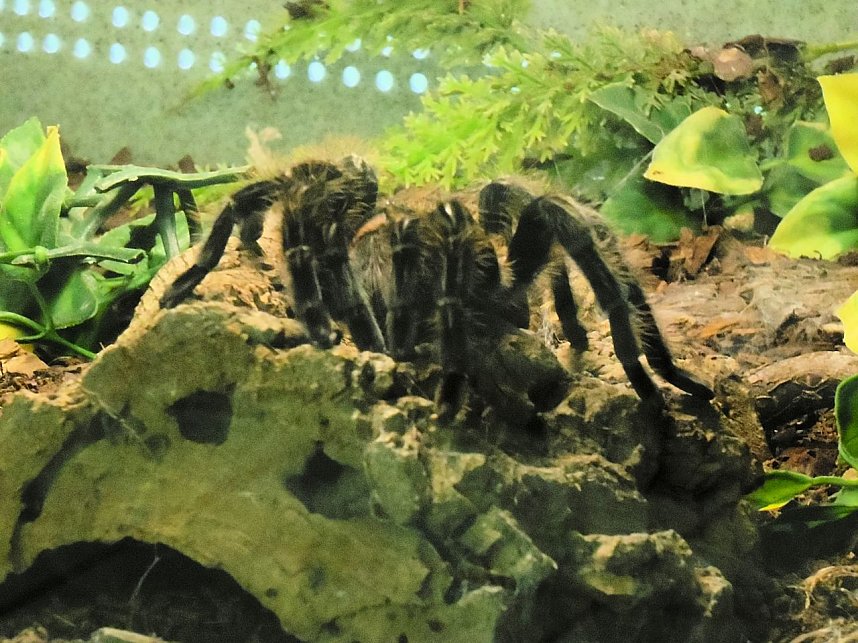 Insekten und mehr in Sundhausen