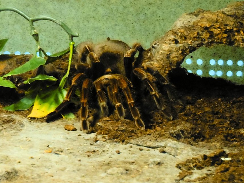 Insekten und mehr in Sundhausen