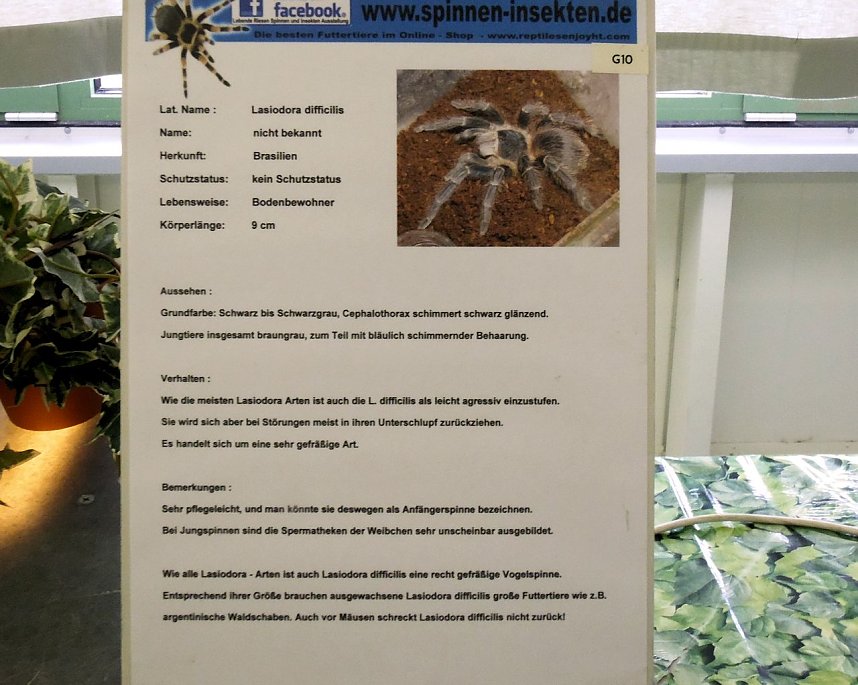 Insekten und mehr in Sundhausen