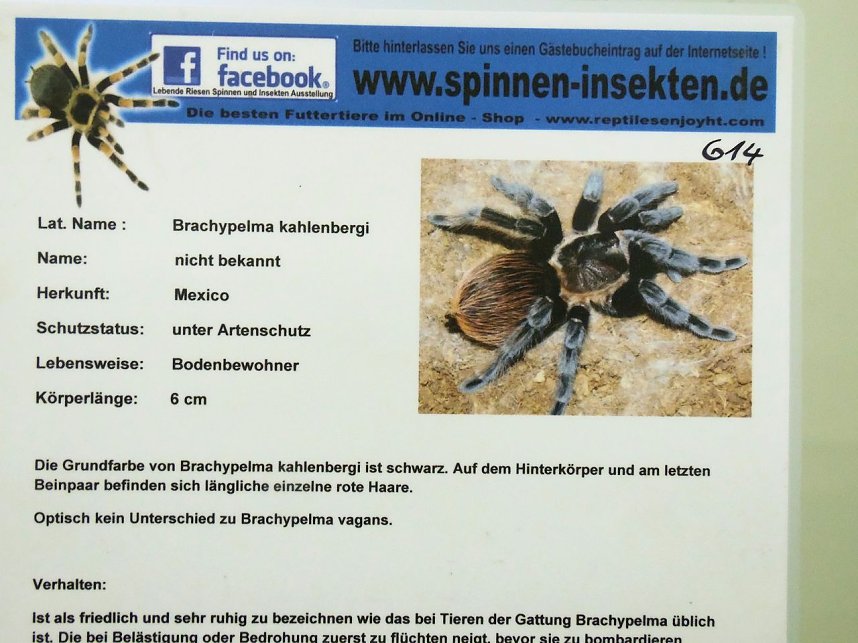 Insekten und mehr in Sundhausen